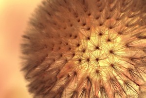 dandelion-302129_640